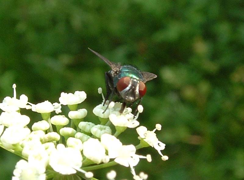 Gymnochaeta  viridis ?